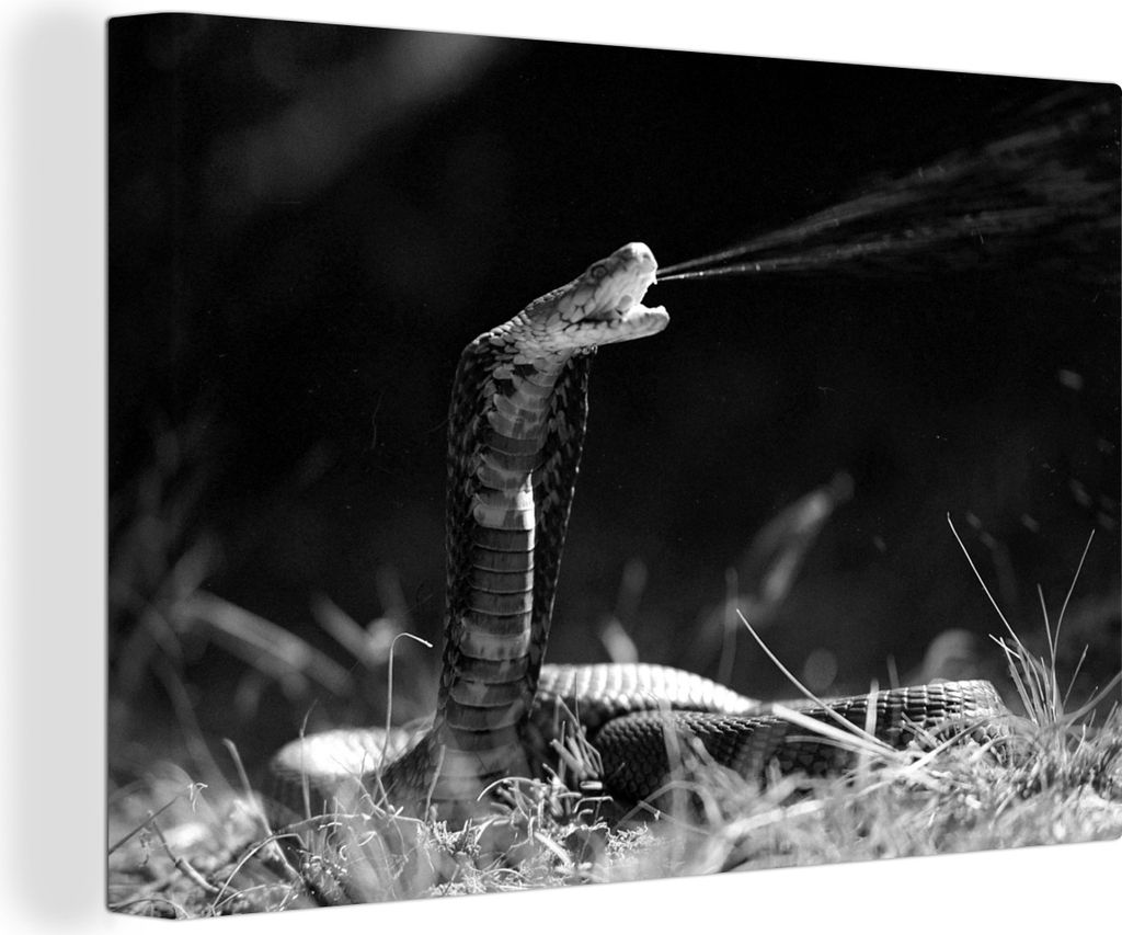 OneMillionCanvasses - Leinwandbilder - 140x90 cm, Eine Schlange versprüht Gift in Mosambik - schwarz und weiß, Wandbilder Kunstdruck Wanddekora...