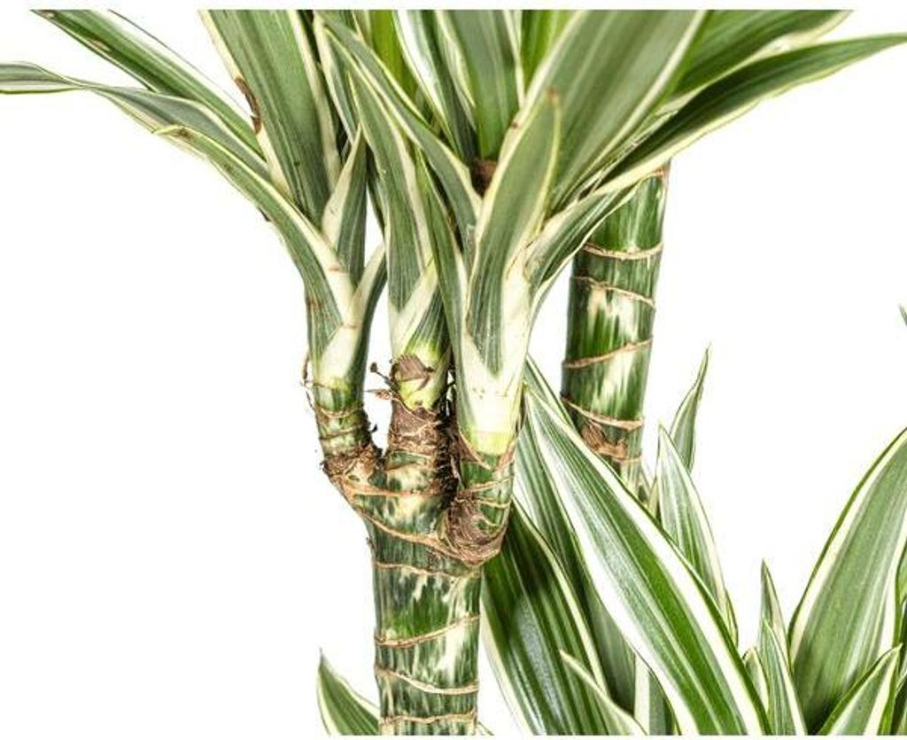 Drachenbaum Dracaena Deremensis White Stripe – Zimmerpflanze – Ø27 cm – Höhe 180 cm – Elegante Blattzeichnung & pflegeleicht