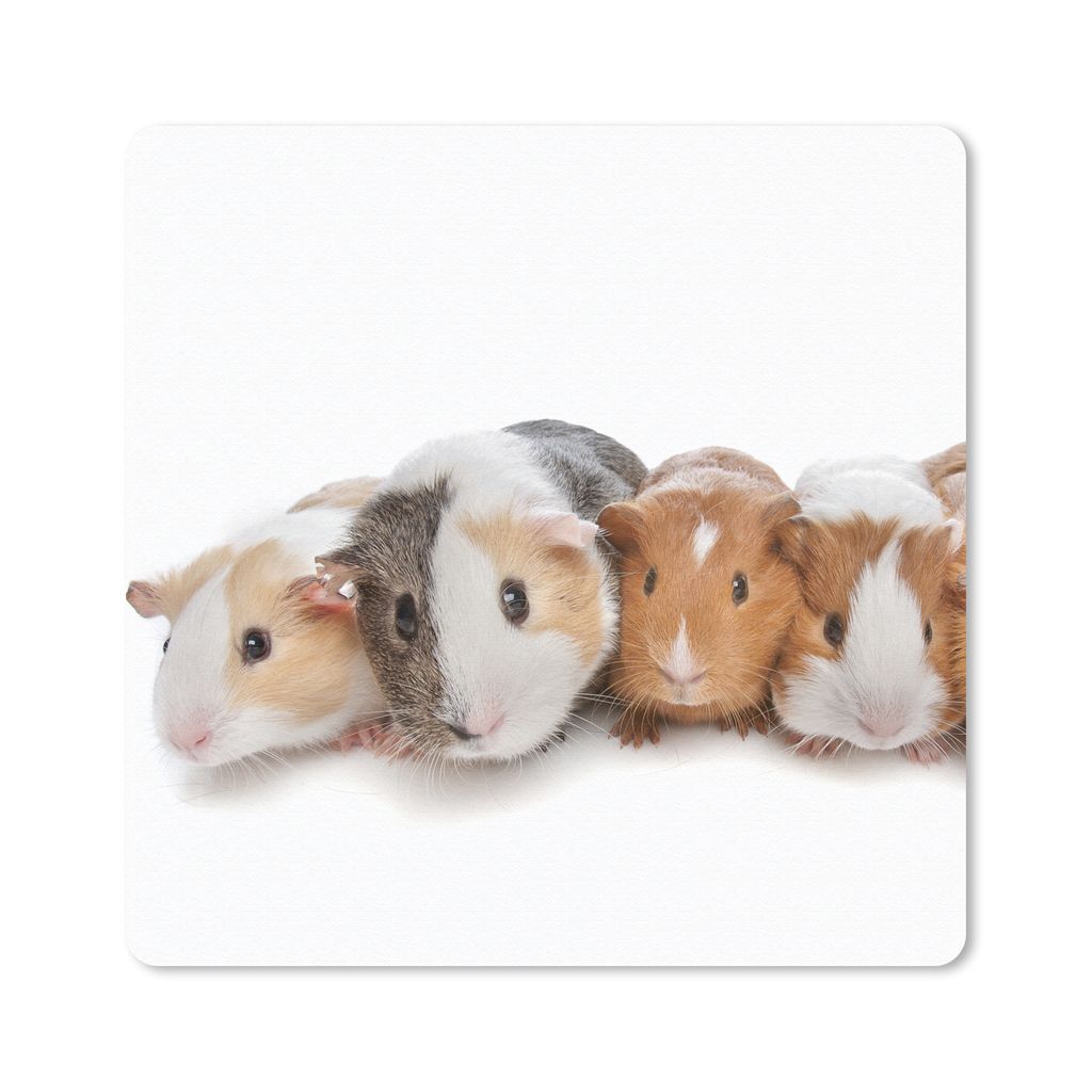 MuchoWow Mauspad Mousepad Fünf Meerschweinchen 20x20 cm - Mousepads - Maus Mat - Pad - Mausunterlage - Desk Mat - Bureauartikeln