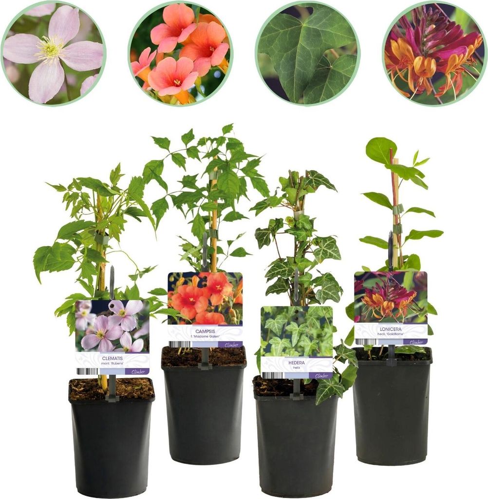 GreenboutiQ - Kletterpflanzen Rainbow - Clematis montana Rubens Hedera helix lonicera Goldflame Campsis madame Galen - Ganzjährig Farbe - Wenig Pf...
