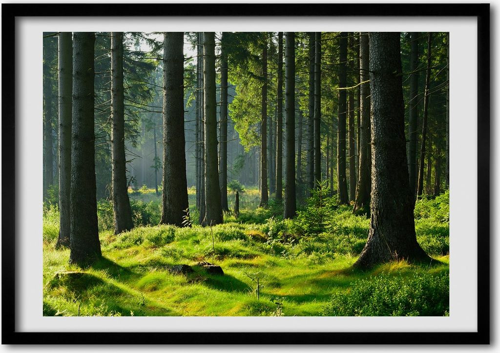 Bild - Bilder - Bilderrahmen - 70 cm x 50 cm - MDF-Rahmen, Wandkunst Fichtenwald