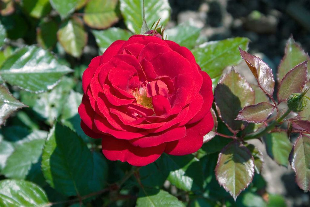 Rosa 'Mariandel', Edelrose, dunkelrot, 3-5 Liter Container Produktbild 