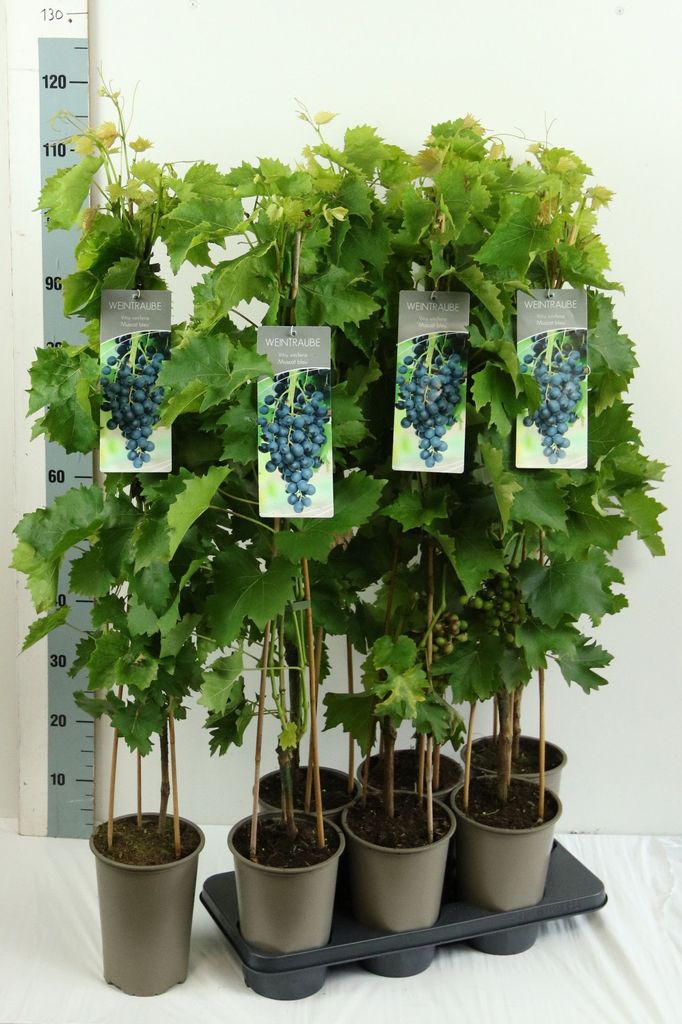 Several potted grapevines with tags showing bunches of grapes.