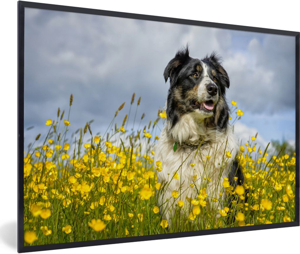MuchoWow Gerahmtes Poster Ein Border Collie zwischen gelben Blumen 30x20 cm - Poster mit Schwarzem Bilderrahmen Wandposter Rahmen Foto Bilder - K...