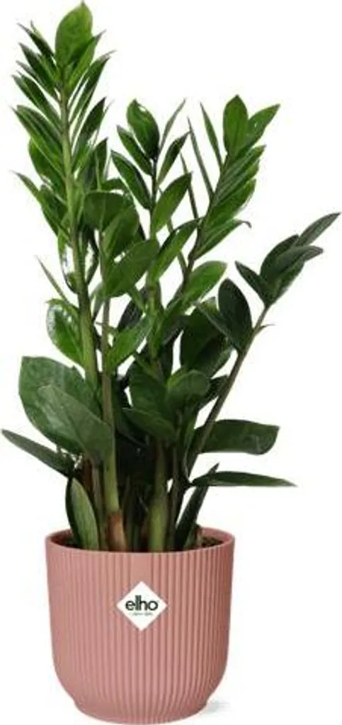 Plante Zamioculcas Ø14cm hauteur 45cm avec son cache-pot rose élégant - 2