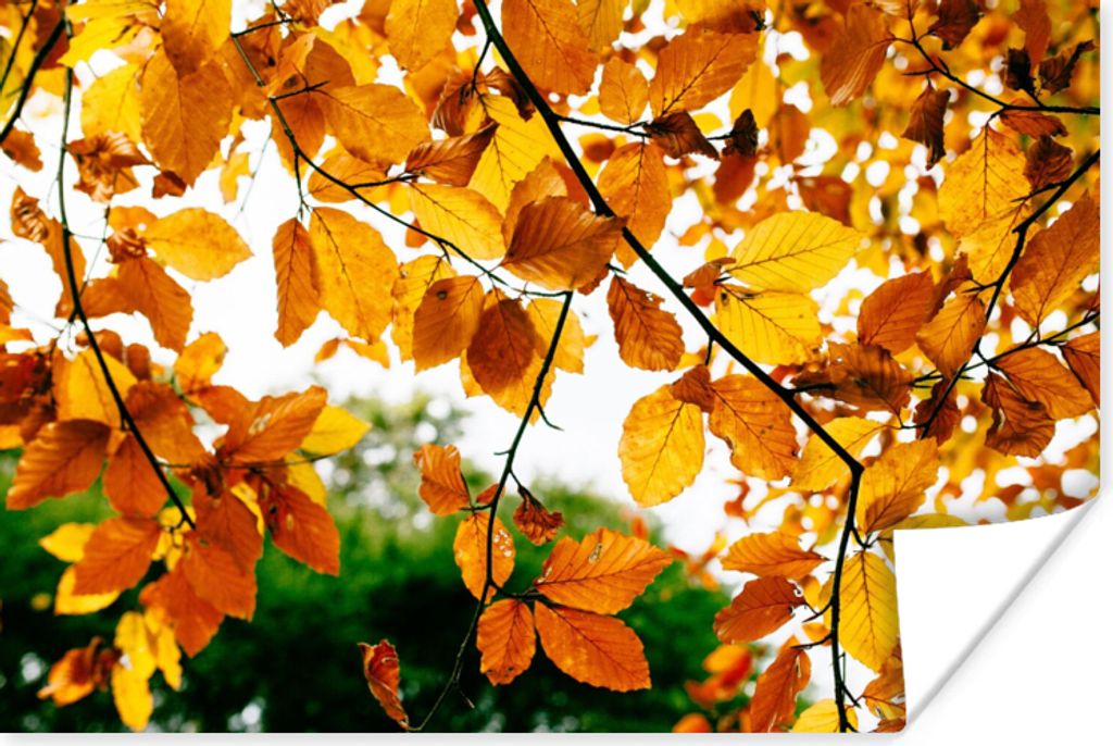 MuchoWow Poster Herbstblätter - Baum - Rustikal 180x120 cm - Fotoplakat