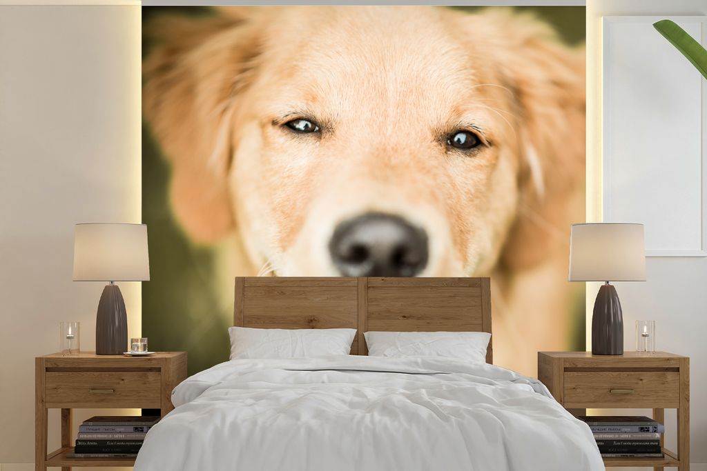 MuchoWow Fototapete für Wohnzimmer oder Schlafzimmer Wandtapete Vinyl Motivtapete Das Glitzern in den Augen dieses Labrador Retrievers - 240x240...