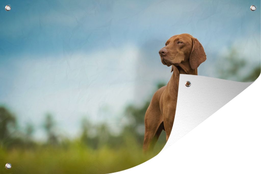 MuchoWow 60x40 cm Outdoor-Poster Gartendeko Sichtschutz Garten Poster für den Garten Hund schaut weg