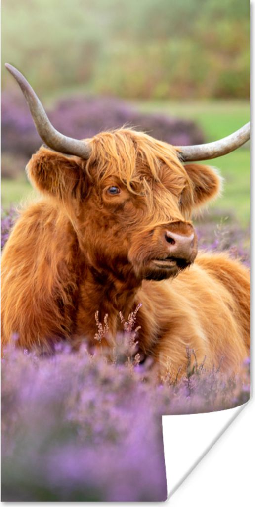 MuchoWow Poster Schottischer Highlander - Blumen - Licht 75x150 cm - Dekoration für die Wände