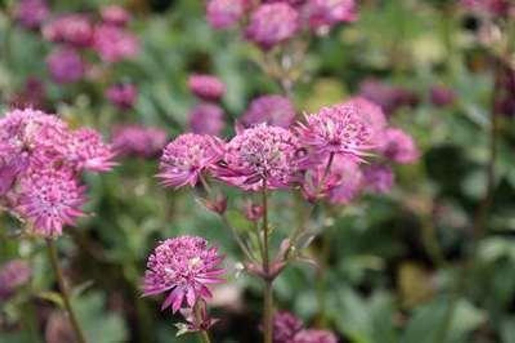 6 x Astrantia major 'Star of Beauty' - Sterndolde - Topf 9 x 9 cm