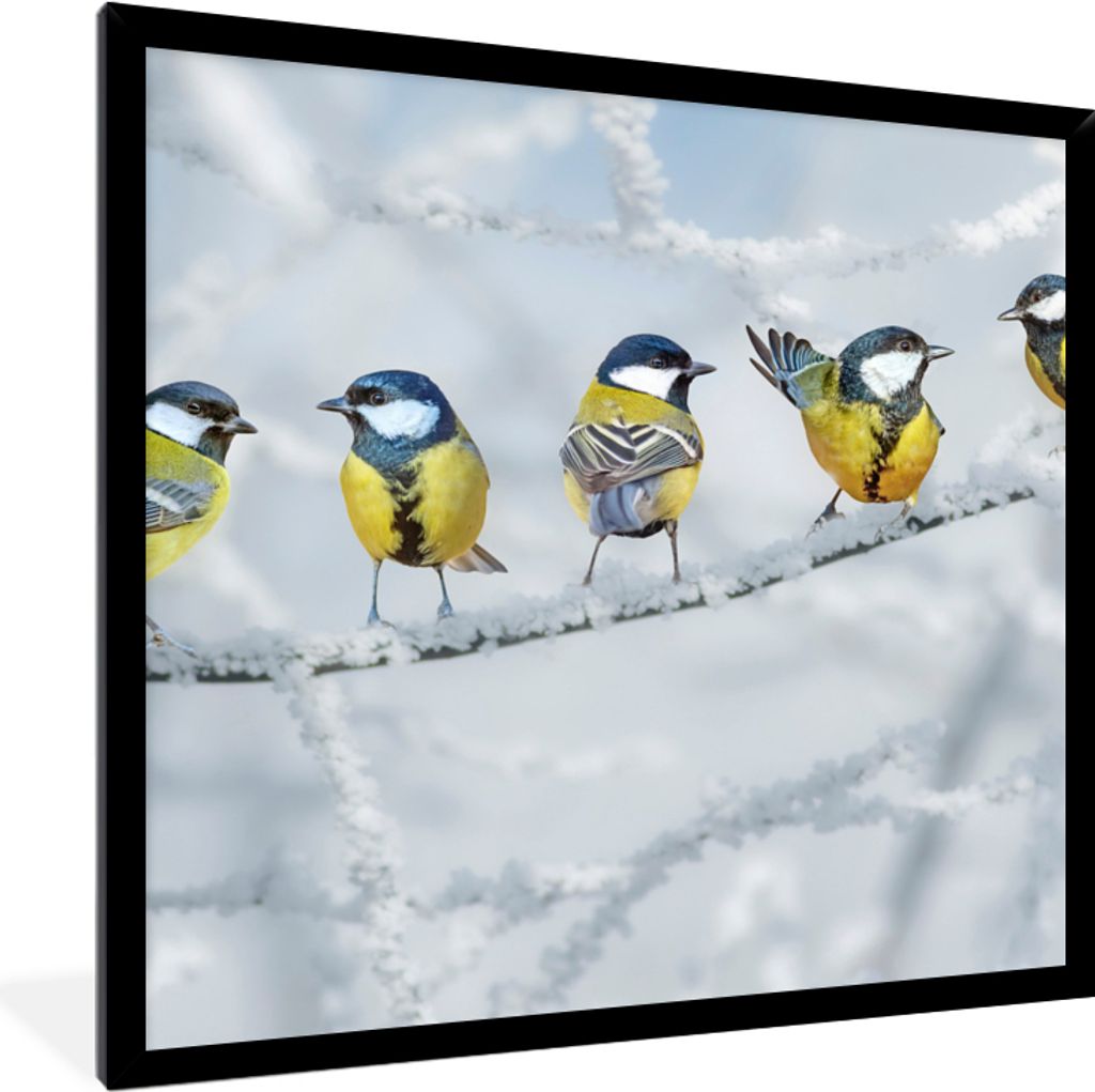 MuchoWow Gerahmtes Poster Vogel - Kohlmeise - Winter - Schnee - Zweige 40x40 cm - Poster mit Schwarzem Bilderrahmen Wandposter Rahmen Foto Bilder...