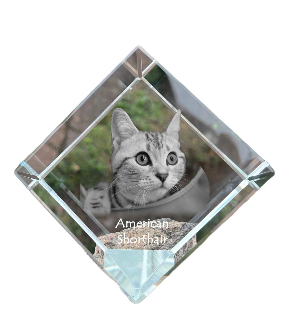 Amerikanisch Kurzhaar - Kristallwürfel mit Katzenbild, Pferdebild im Kristall, sechseckiger Papierclip von der Marke Art-Dog