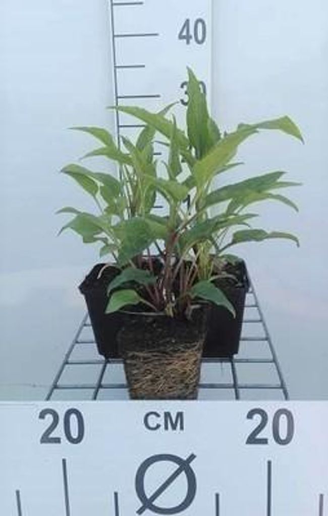 6 x Echinacea purp. 'Doubledecker' - Sonnenhut - Topf 9 x 9 cm