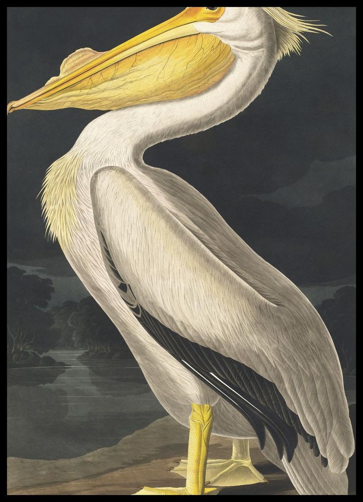 Plakat 50x70cm Weißer Pelikan, J.J. Audubon Vintage für das Wohnzimmer