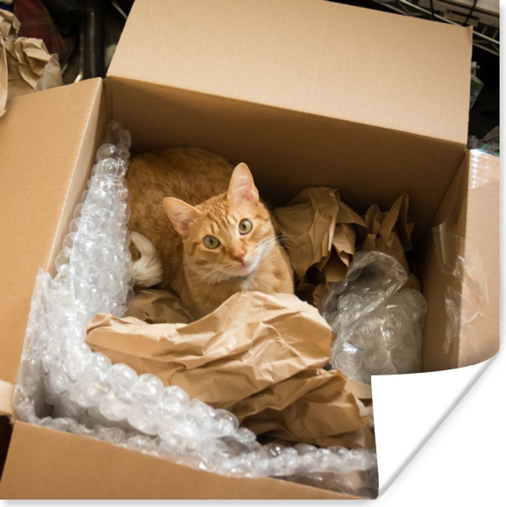 MuchoWow Poster Katze - Box - Rot 100x100 cm - Babyzimmer
