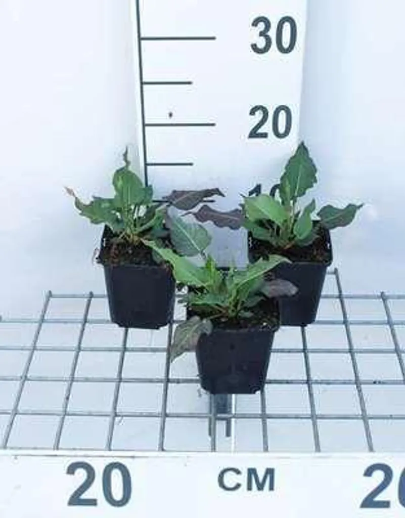 Persicaria amplexicaulis White Eastfield - Lot de 6 Renouées en pot 9x9cm