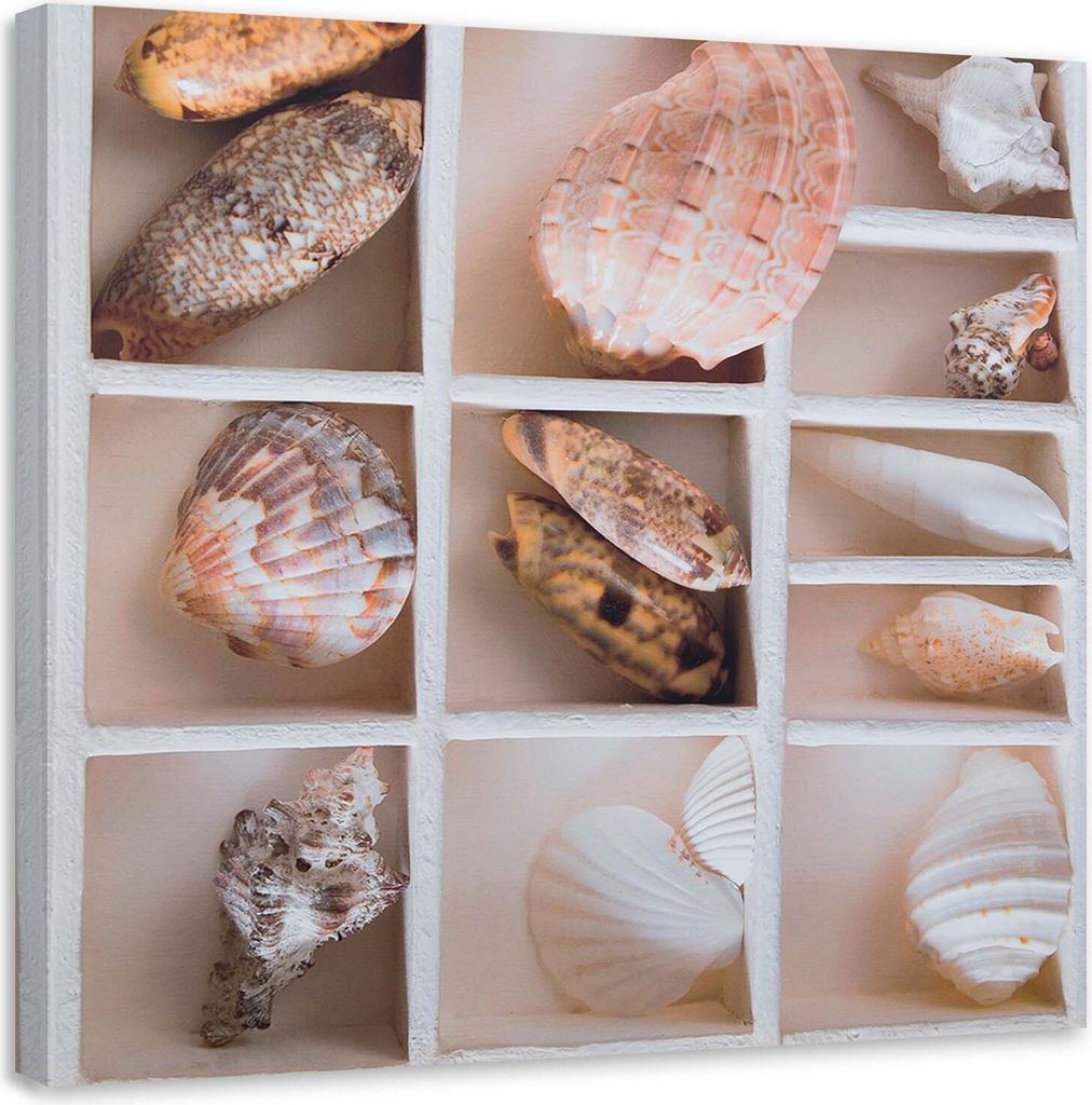 Leinwandbild sortierte muscheln in einer schachtel 60x60 cm Feeby beige wandbild bereit zum aufhängen