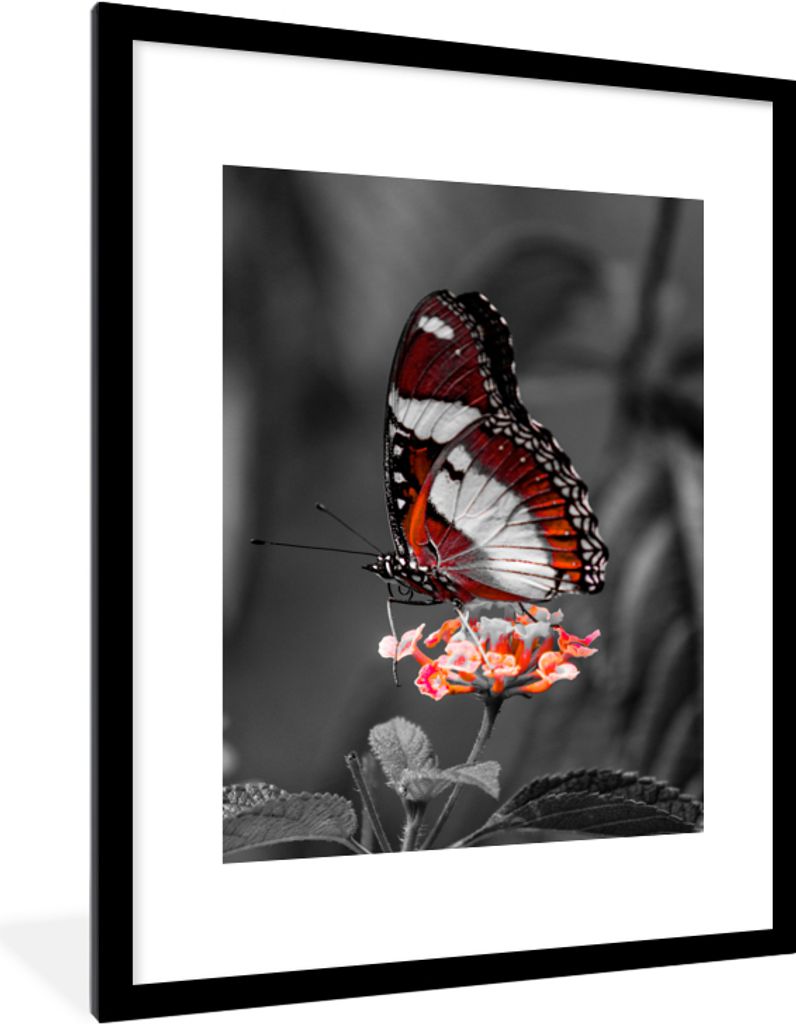 MuchoWow Gerahmtes Poster Schmetterling - Tiere - Blumen - Schwarz und weiß - Orange 60x80 cm - Poster mit Schwarzem Bilderrahmen Wandposter Rah...