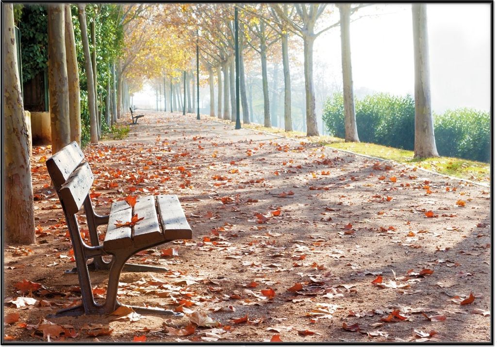 Wallario Wandbild Einsame Parkbank an einer Allee - Herbststimmung, Größe: 70,30 x 100,30 cm, Poster mit schwarzem Aluminiumrahmen