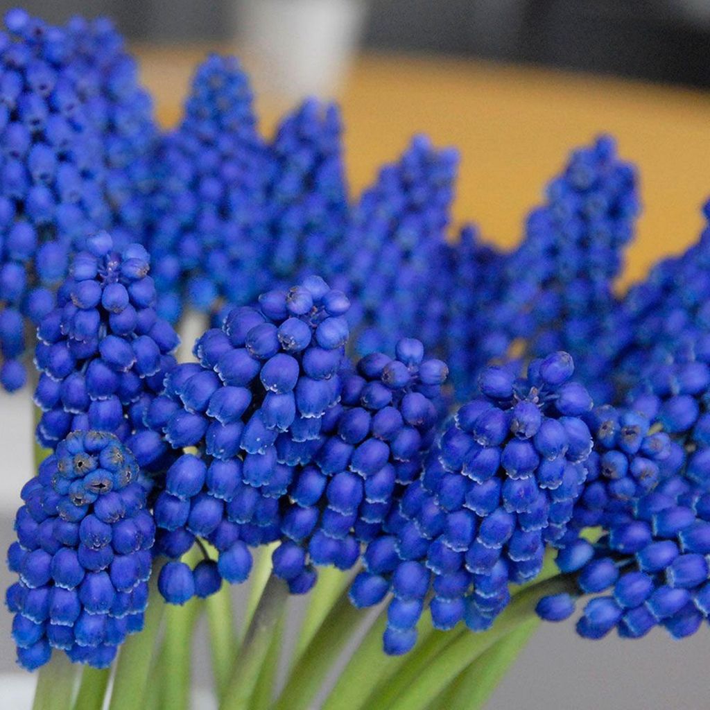 Muscari - Szafirek Marleen 10 szt. Szafirki Cebulki Cebule Zdjęcie produktu 