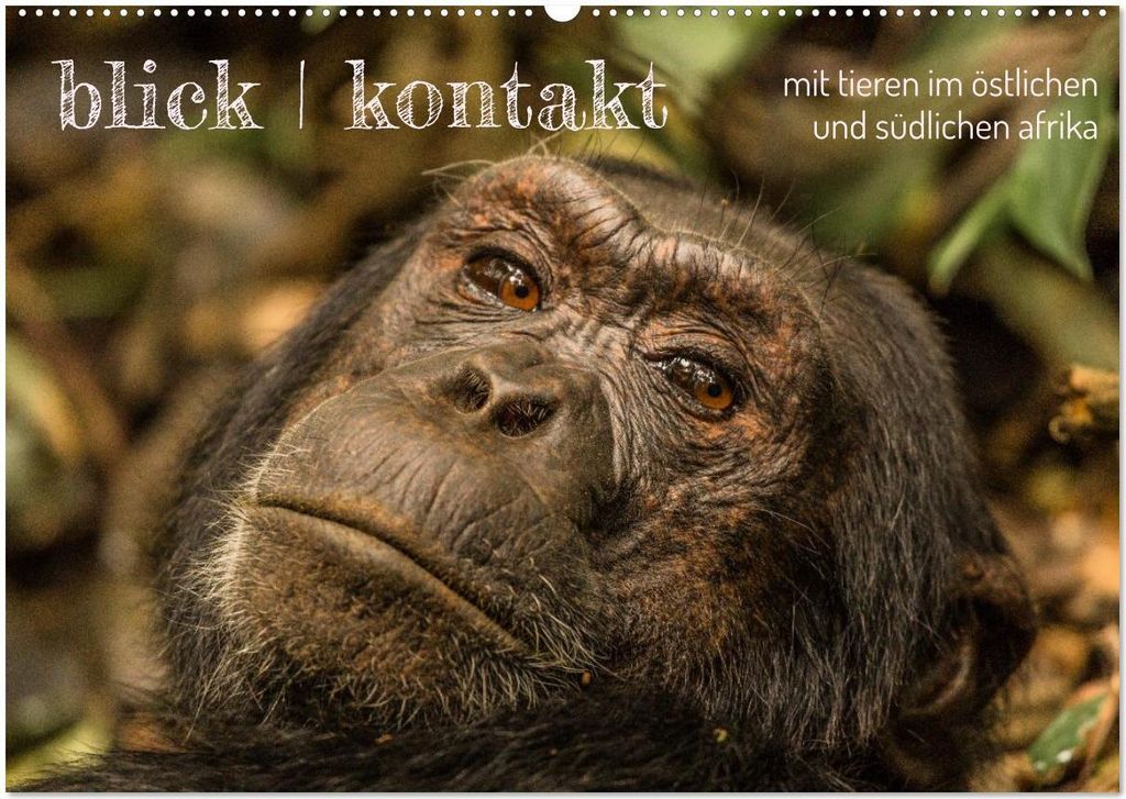 blick kontakt mit tieren im östlichen und südlichen afrika (Wandkalender 2026 DIN A2 quer), CALVENDO Monatskalender