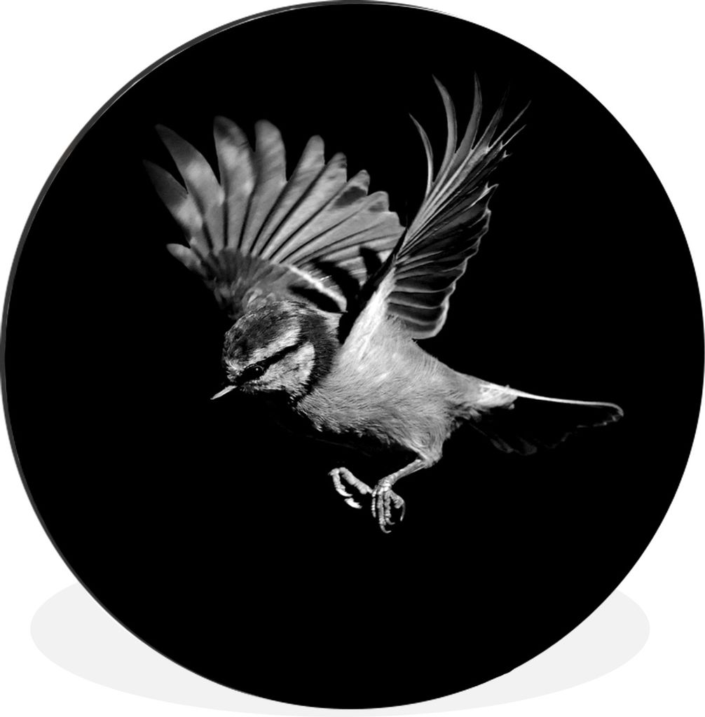 MuchoWow Aluminium Wandkreis Blaumeise - Vogel - Schwarz und weiß Ø 60 cm Wanddeko Modern Wohnzimmer - Wand Kreis - Wandbild - Schlafzimmer - A...