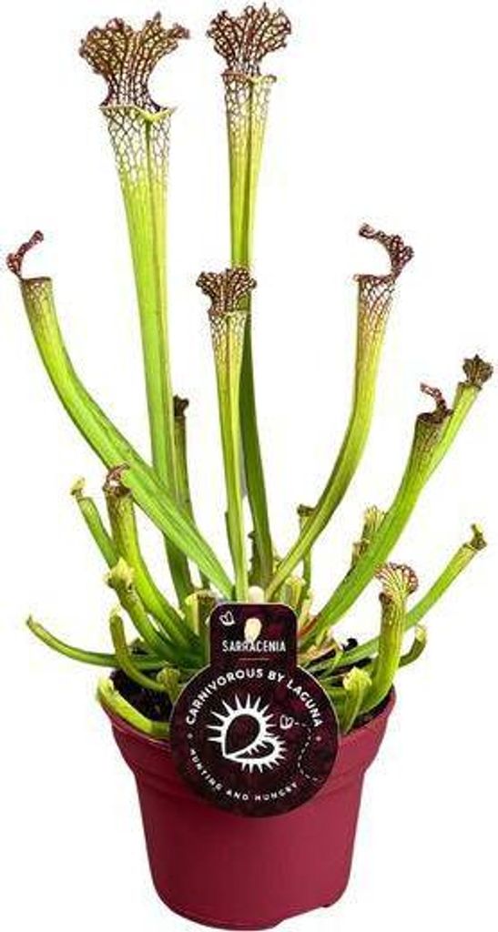 Fleischfressende Pflanze – Sarracenia Farnhamii – Ø12cm – 40cm – Exotische Schlauchpflanze für Innenräume – Pflegeleichte Karnivore...