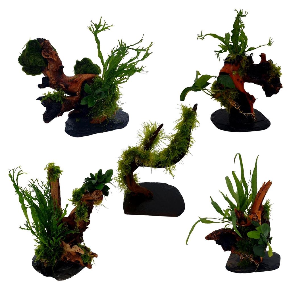 Wurzel für Aquarium mit Aquarienpflanzen und Moos auf Schiefer, Mopaniwurzel mit Anubia, Farn und Moos, ca. 20 cm