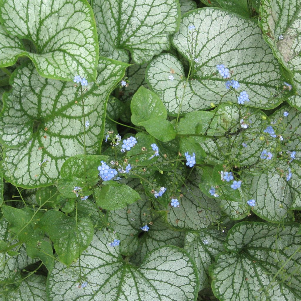 6 x Kaukasusvergissmeinnicht - Brunnera macrophylla 'Jack Frost' | Topf 9cm x 9cm