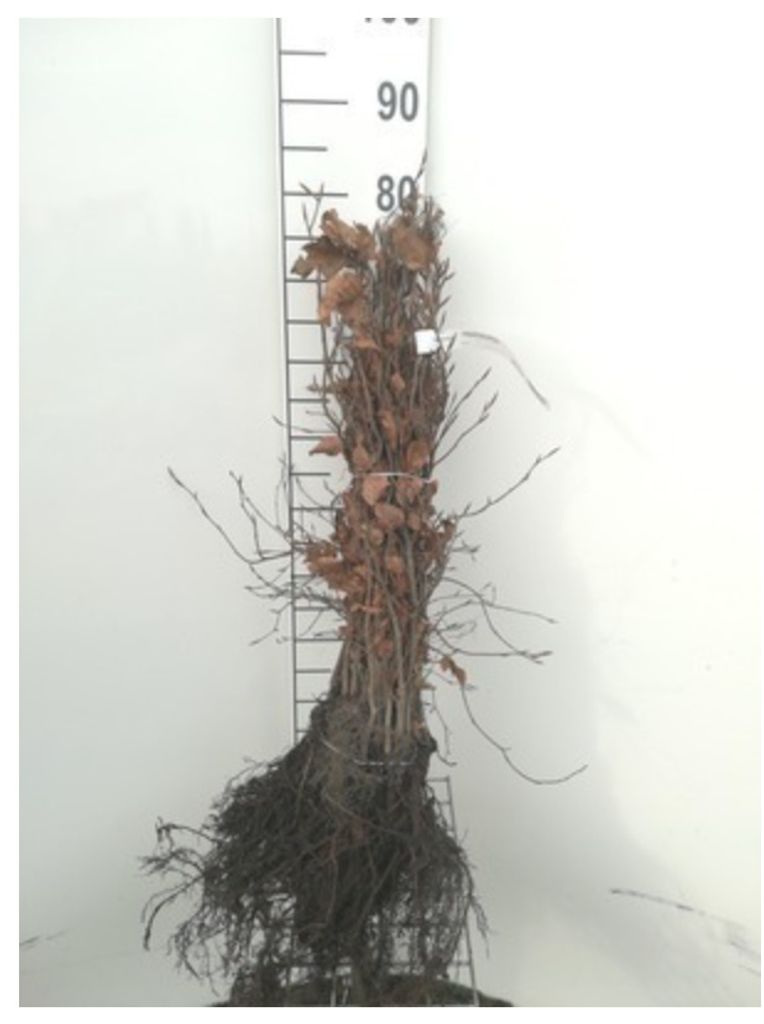 25 x Fagus sylvatica - grüne Buche - 40-60 cm - Wurzelnackt
