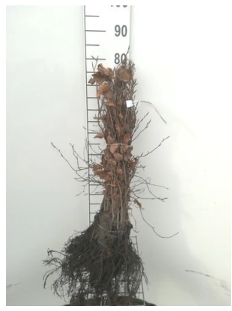 Jeunes Plants de Hêtre Commun Fagus sylvatica 40/60 cm Lot de 25