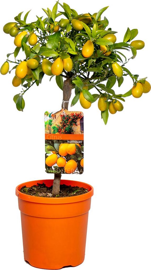 Bloomique - Citrus Kumquat - Zwergorange - Orangenbaum - Zitrusbaum - Obstbaum - Gartenpflanzen - 50-70 cm Hoch - Topf 19 cm