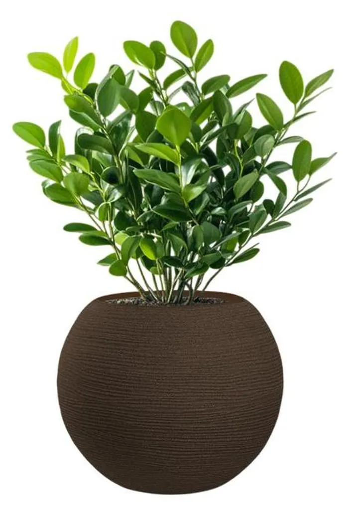 Grand vase de terrasse Botticelli Ø40cm marron, idéal arbustes et fleurs
