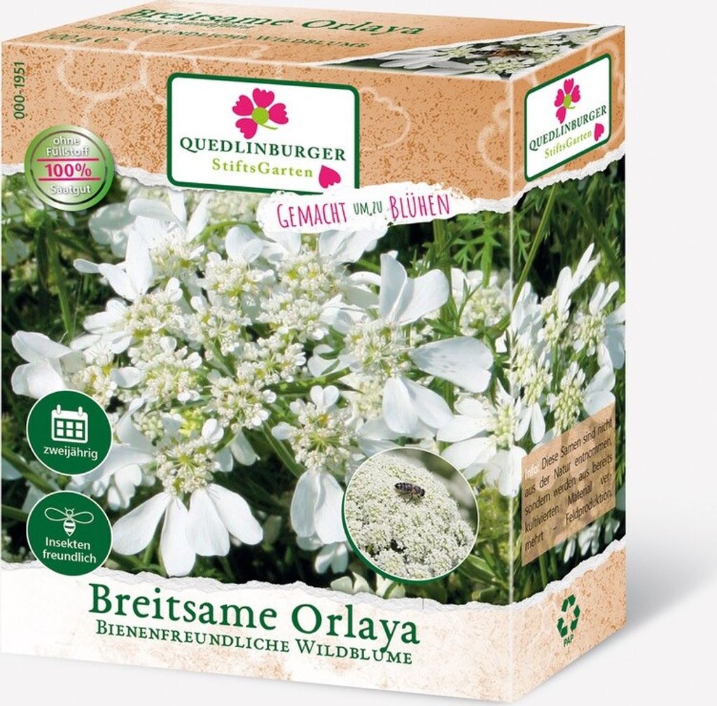 Breitsame Orlaya (Orlaya grandiflora) FS Produktbild 