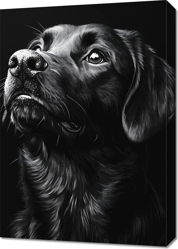 Bild 50x70cm Tierporträt für Wohnzimmer | Labrador 2 | Schwarz Weiß