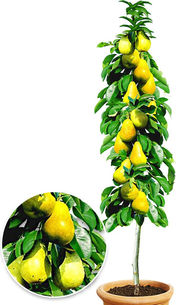 BALDUR Garten 1x Säulen-Birne 'Doyenné du Comice', Pflanze wurzelballiert, Pyrus communis, Birnbaum, winterhart, platzsparende Säule für kleine...