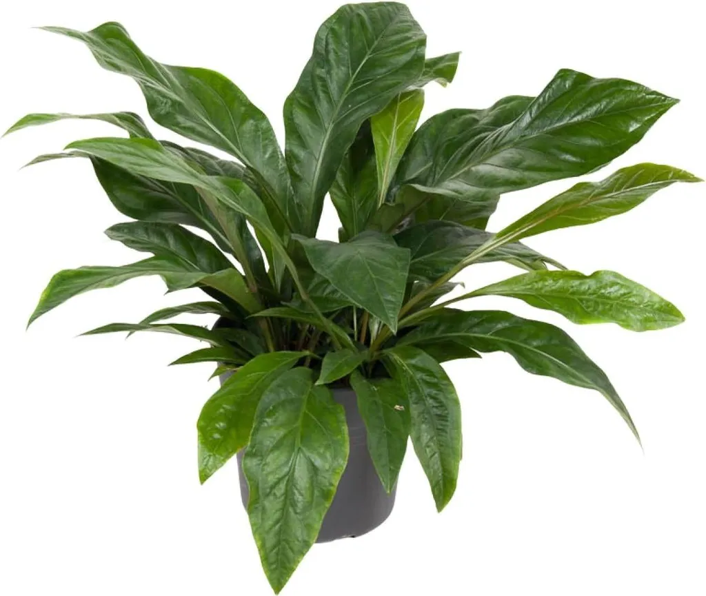 Anthurium Jungle Bush Entretien Facile - Feuillage Lumineux Ø30x70cm
