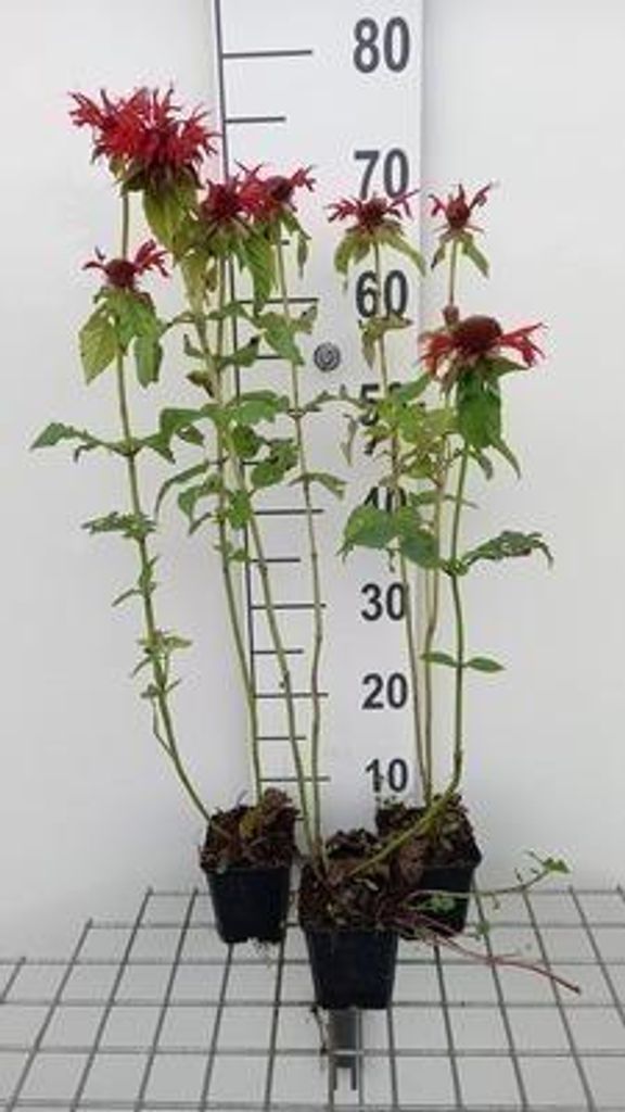 6 x Monarda hybr. 'Gardenview Scarlet' - Indianernessel - Topf 9 x 9 cm