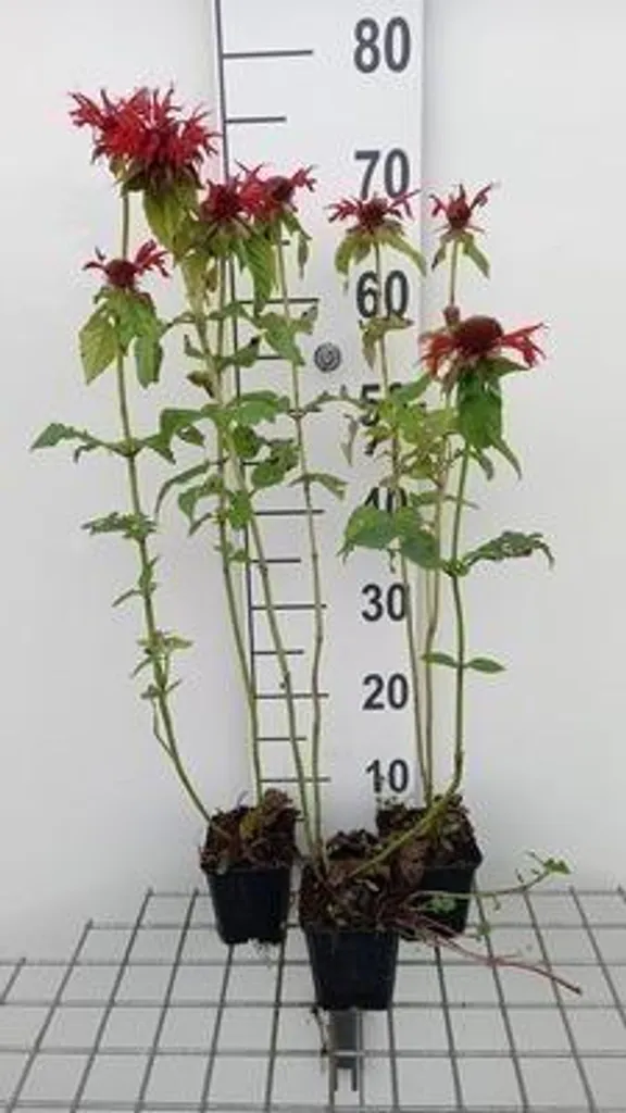 6 x Monarda hybr. Gardenview Scarlet - Ortie indienne en pot 9x9 cm