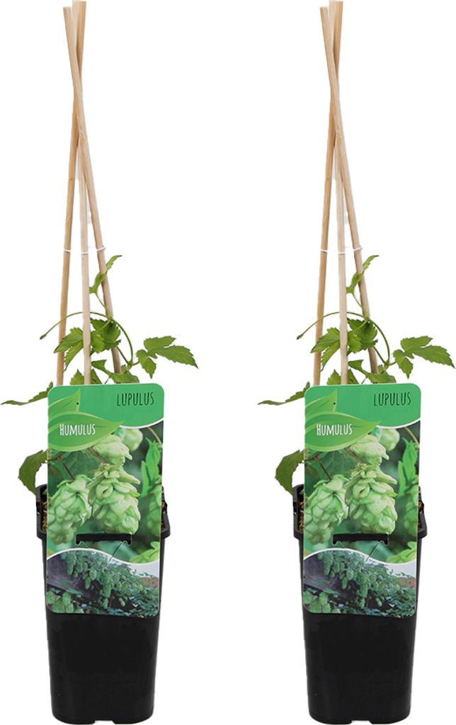 2er-Set - Humulus Lupulus - Hopfenpflanze - geeignet zum Produktbild 