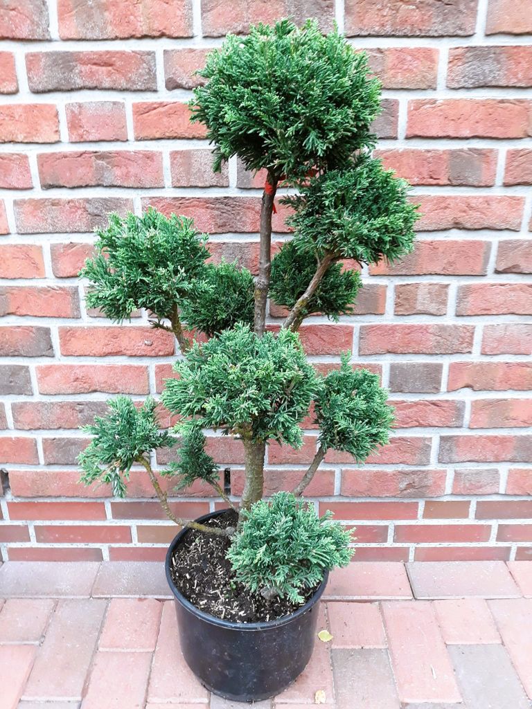 Chamaecyparis obtusa 'Drath' (Höhe inkl. Topf: 110-120 cm), Gartenbonsai, Formpflanze
