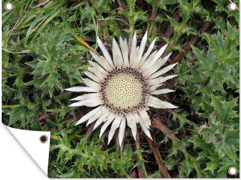 MuchoWow 80x60 cm Outdoor-Poster Gartendeko Sichtschutz Garten Poster für den Garten Eine Silberdistel umgeben von grüner Natur