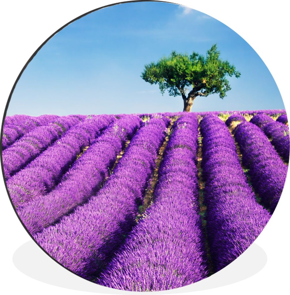 MuchoWow Aluminium Wandkreis Ein lila blühendes Lavendelfeld an einem sonnigen Tag Ø 30 cm Wanddeko Modern Wohnzimmer - Wand Bild - Wohnzimmer ...