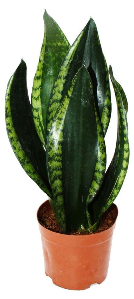 Sansevieria trifasciata „Silver Flame” – sansewieria o Zdjęcie produktu 