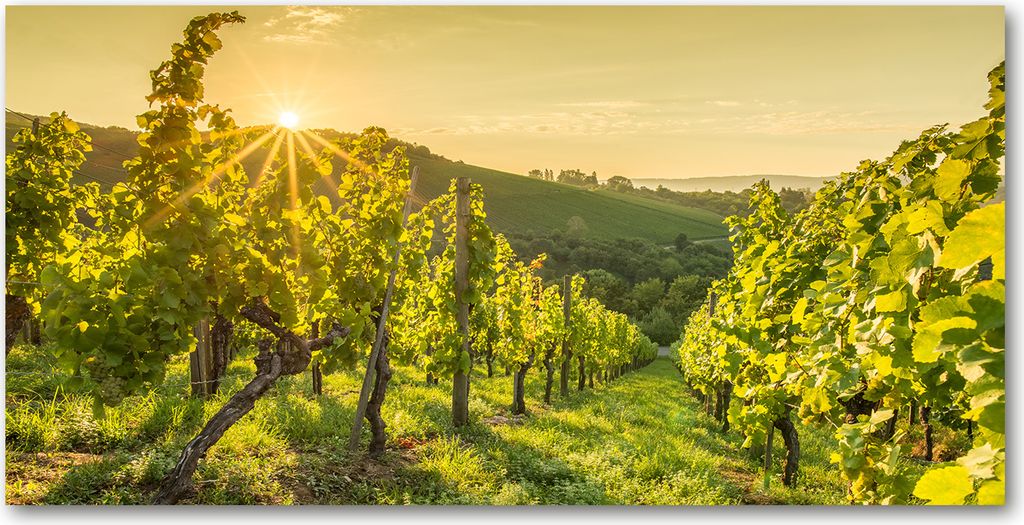 Tulup Küchenrückwand Spritzschutz aus Glas -100x50 -Spritzschutz auf gehärtetes GlasDeko Landschaften Weinberg