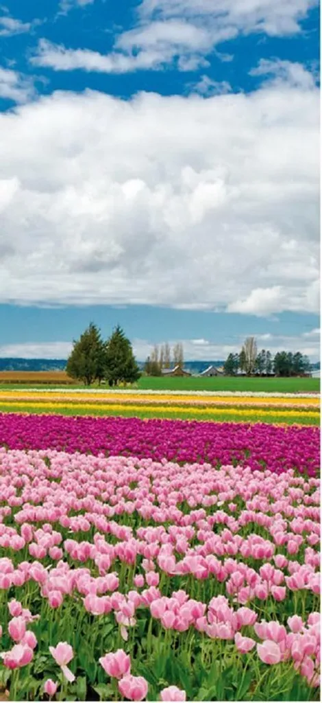 Cacher porte abîmée avec poster autocollant 90x200cm Tulipes Hollande
