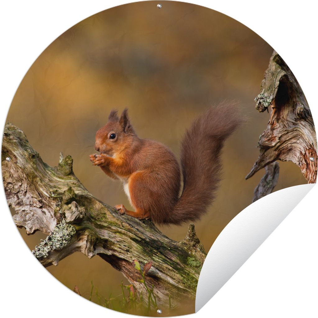 MuchoWow Gartenposter Outdoor-Poster Rund Eichhörnchen - Baumstamm - Wald Ø 90 cm Gartendeko Rundes Poster draußen