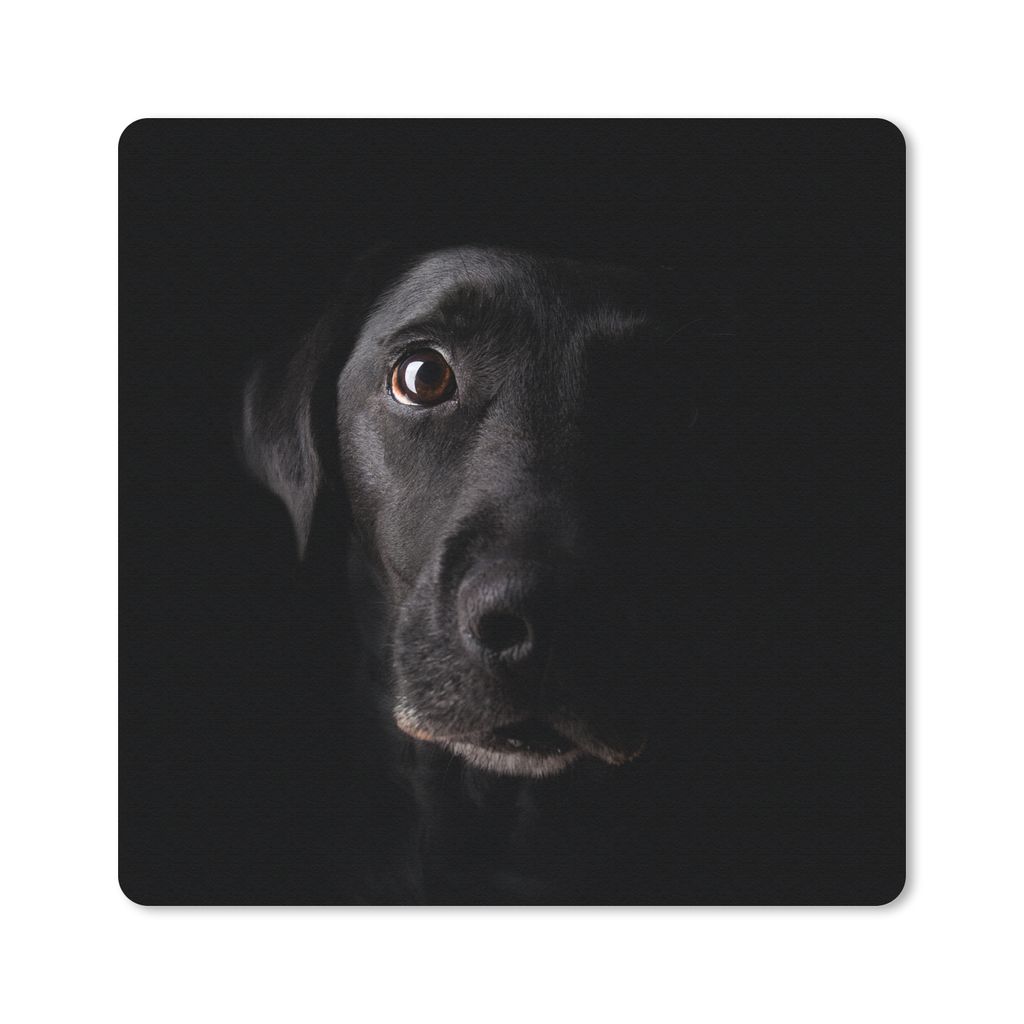 MuchoWow Mauspad Mousepad Ein schwarzer Labrador Retriever auf schwarzem Hintergrund 20x20 cm - Mousepads - Maus Mat - Pad - Mausunterlage - Desk...