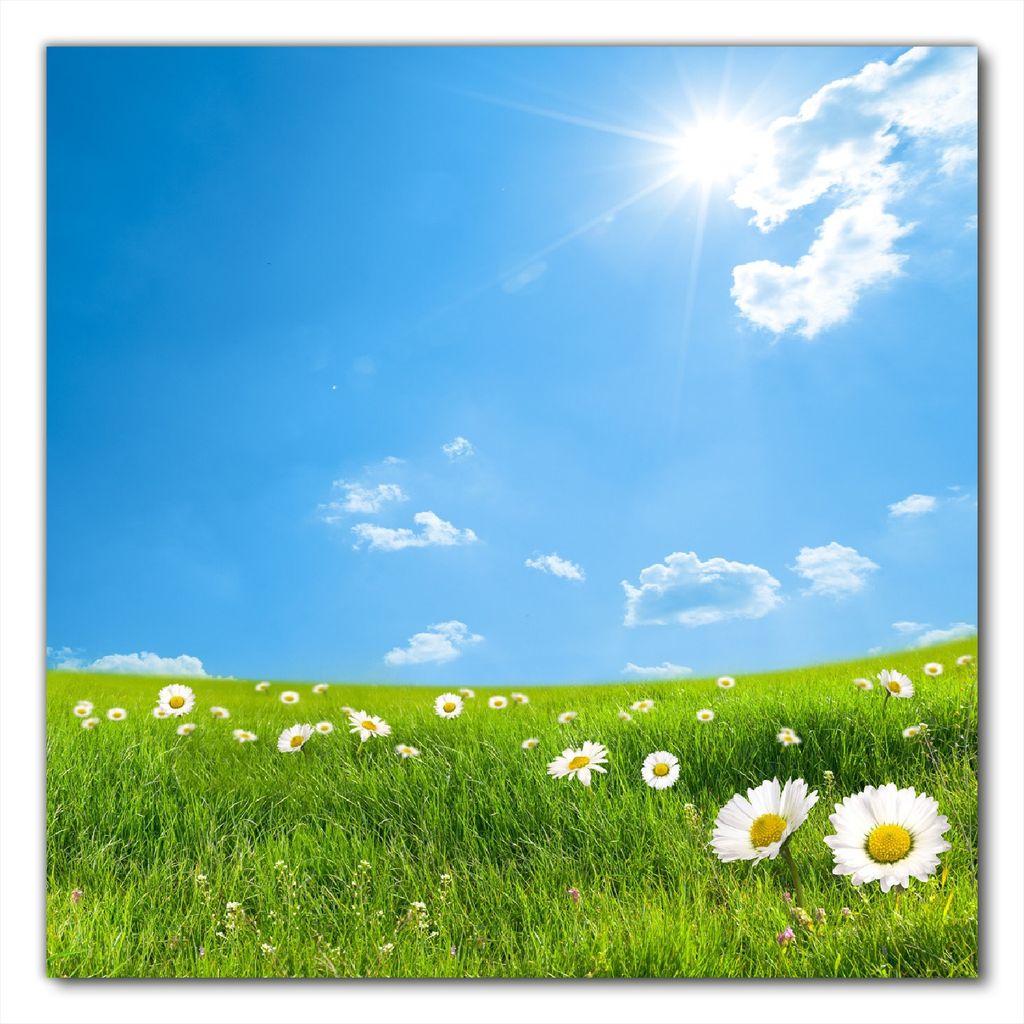 Wallario selbstklebende Möbelfolie/ Tischdecke für Innen und Außen, Größe: 100 x 100 cm - Sommerwiese - Weiße Gänseblümchen vor blauem Himmel