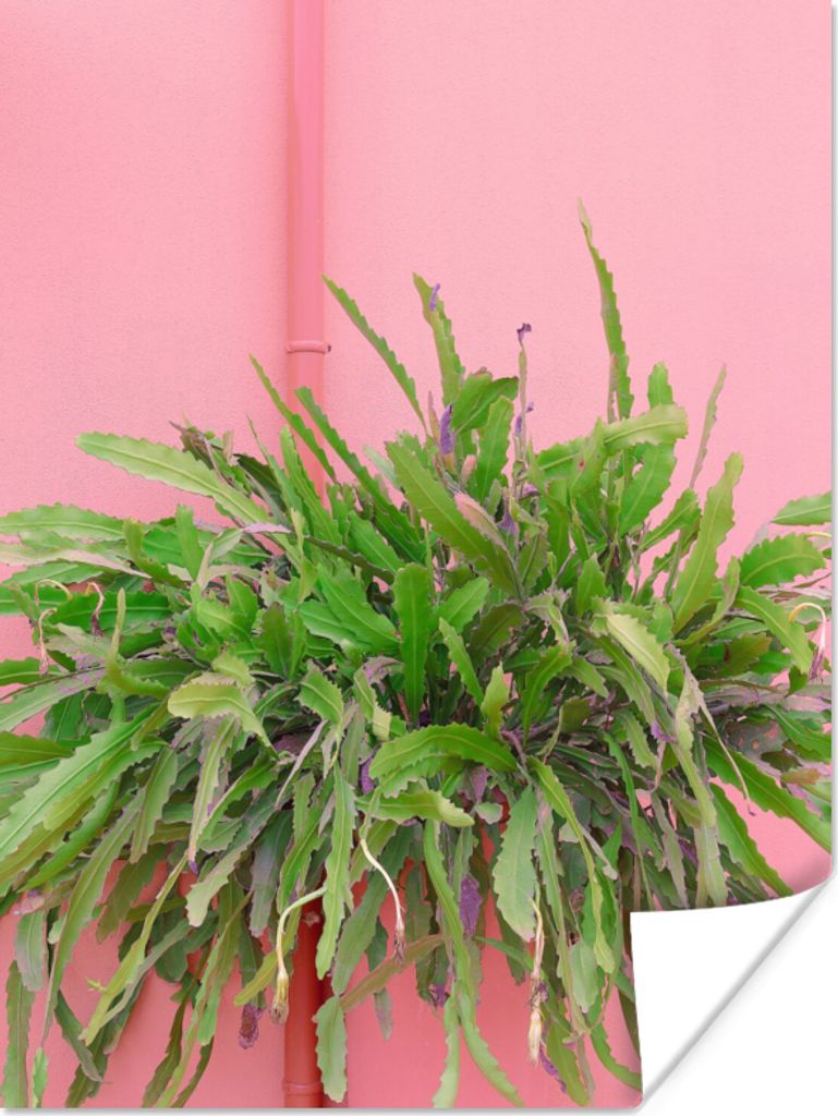 MuchoWow Poster Pflanze - Sommer - Rosa 90x120 cm - Wohnzimmer